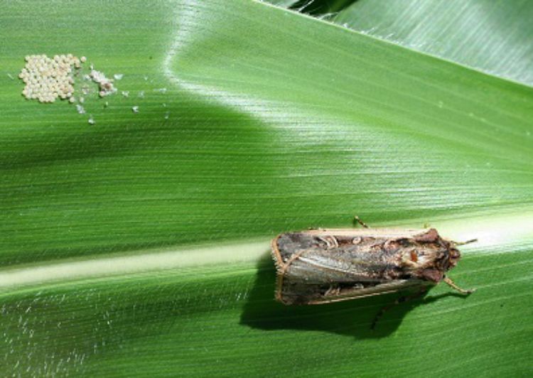 Western bean cutworm moths lay their eggs on sweet corn leaves in small clusters, about the size of a dime. With low earworm and corn borer populations and sprays, this pest could do some nibbling on pre-tassel sweet corn. Photo by Christina DiFonzo, MSU. 