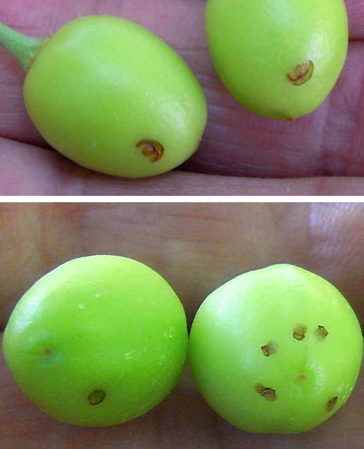 Plum curculio egglaying scars on crescent-shaped flaps with the egg laid underneath (top photo). Plum curculio feeding scars are round holes cut into the flesh of the fruit (bottom photo). All photos: Mark Longstroth, MSU Extension.