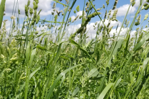 Should dairies utilize grasses to increase forage NDF digestibility?