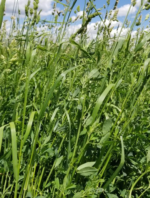 Alfalfa – orchardgrass blend.