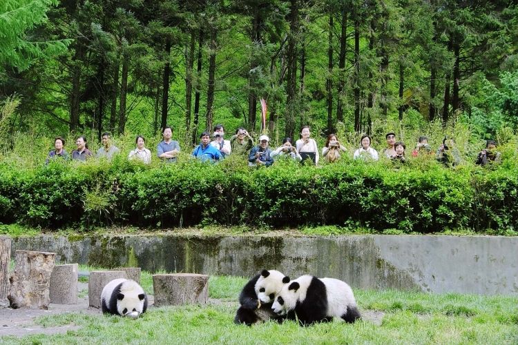 Tourists admiring pandas in Wolong