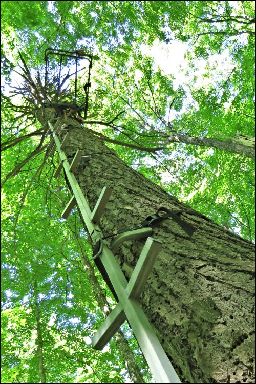 Deer Stand in a tree