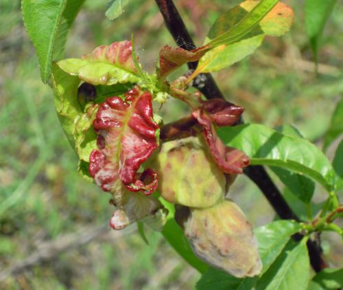 Peach leaf curl