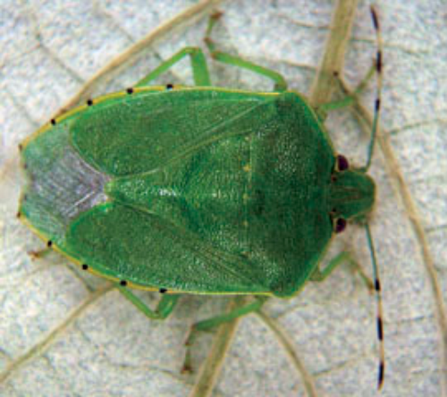 Shield bug on a leaf.