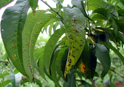  Lesions are small, tan to brown and eventually become necrotic, surrounded by a yellow halo. 