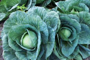 Plant science at the dinner table: Cabbage