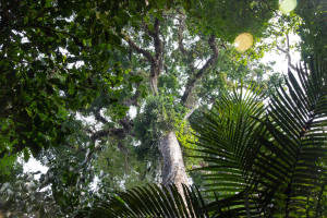 MSU leads $1.12M NSF grant to study tropical forest drought