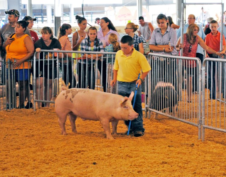 Kid showing a pig at the fair
