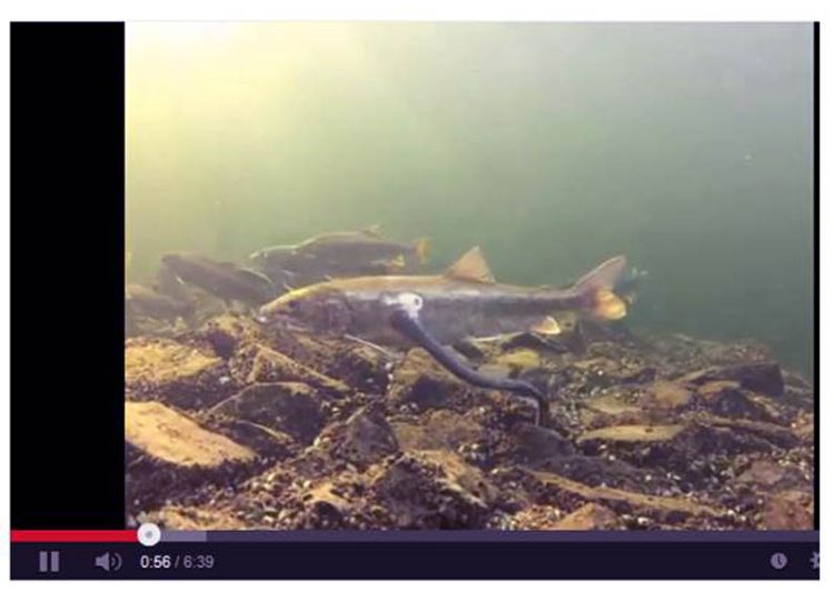 Michigan Sea Grant's YouTube channel offers a number of videos for anglers, like Salmon in the Great Lakes! - Photo courtesy: Michigan Sea Grant