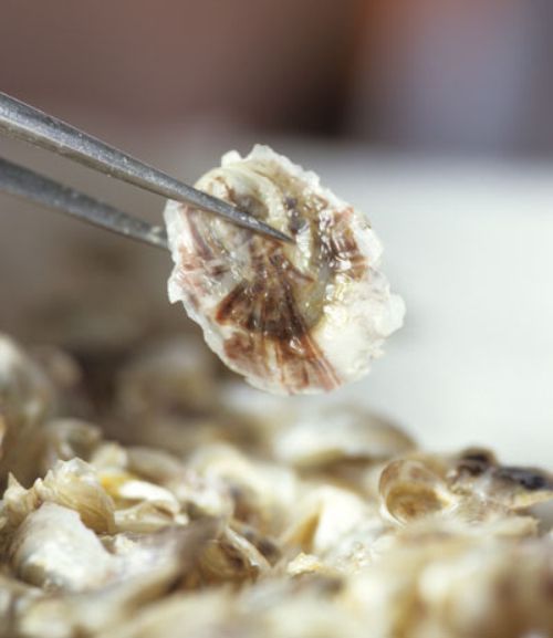 Four to six month old spat or oyster seed at the Hatfield Marine Science Center in Newport,Oregon. Photo: Lynn Ketchum, Oregon State University