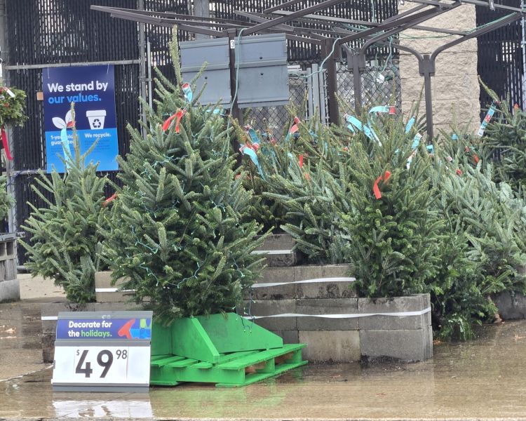 Christmas trees on sale at a store.