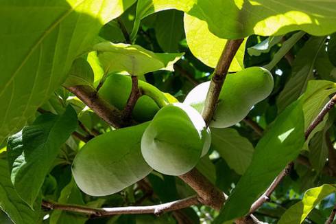 A picture of pawpaw, an oblong, green fruit.