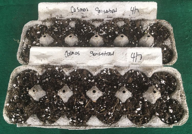 Cardboard egg carton used for seed bed