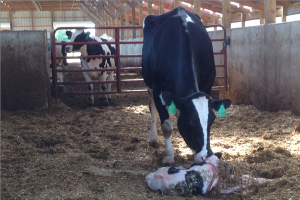 Calving area changes led to better results