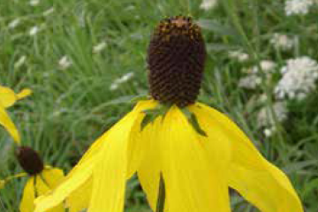Pinnate prairie coneflower/Yellow coneflower