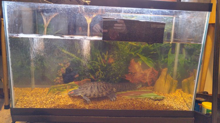 Red-eared sliders in a tank. Photo credit: Beth Clawson