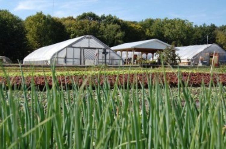 MSU Student Organic Farm. Photo courtesy Katy Joe DeSantis.