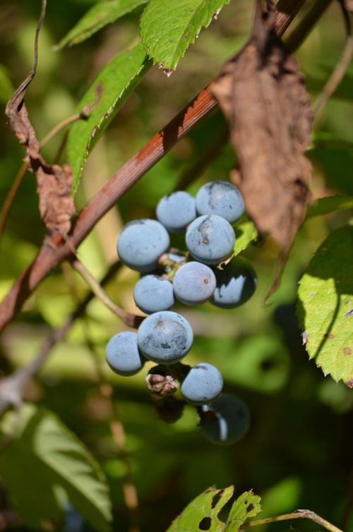 The Viticulture and Enology Science and Technology Alliance (VESTA) has aided hundreds of individuals through easy educational access to basic and advanced resources for new and established grape growers or wine makers.