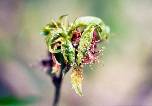  Feeding causes curling and yellowing of foliage. 