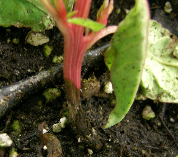 Photo. 1. Lesion on the stem of salvia at the soil line caused by Rhizoctonia. All images courtesy of Mary Hausbeck, MSU.