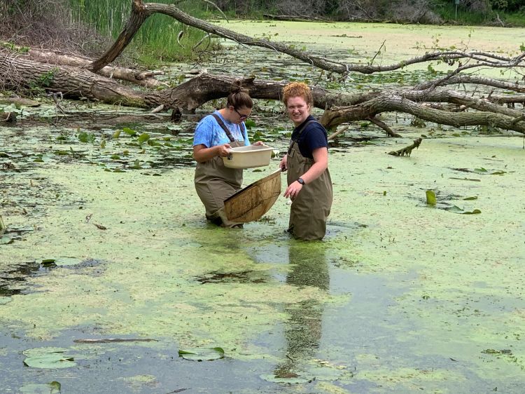 Two women wearing hip boots stand in water holding containers so they can collect specimens for study.