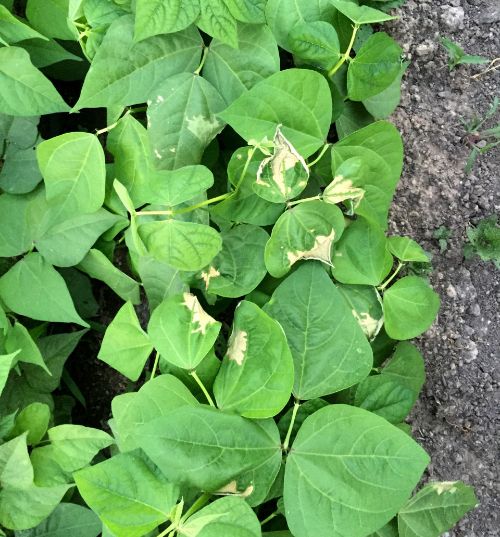 Green bean plants showing localized scorching, or heat stress. Photo by Terry McLean, MSU Extension.