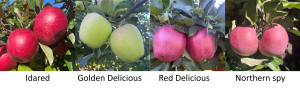 West central Michigan apple maturity report – October 5 2022