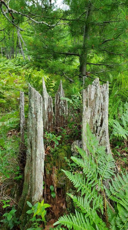 Some trees in the forest.