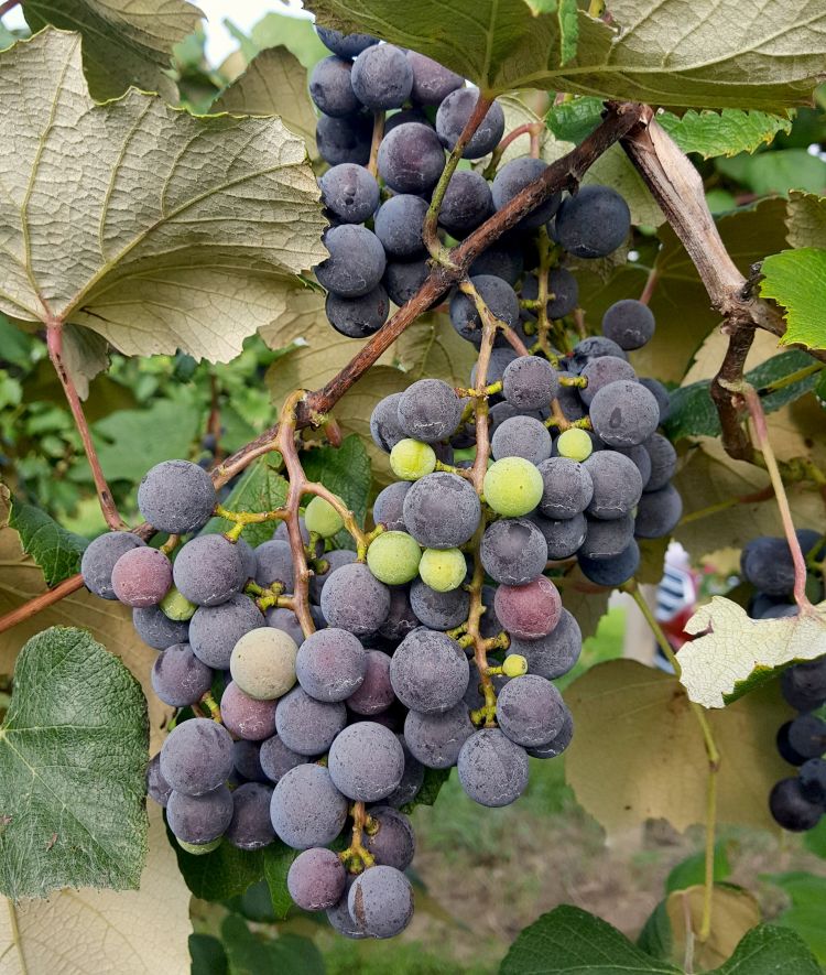 Concord grapes