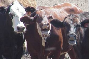 Heat stress in cattle: Recognizing the signs and tips to keep your cattle cool