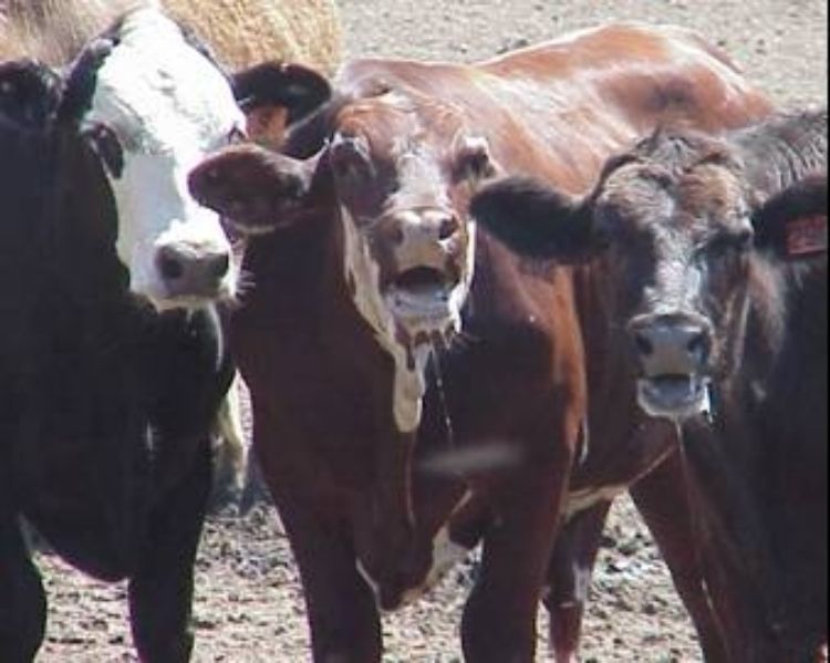 Cattle exhibiting signs of Stage 4 of heat stress (see article). Photo courtesy of ars.usda.gov
