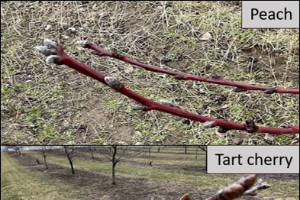 West central Michigan tree fruit update – April 5, 2022
