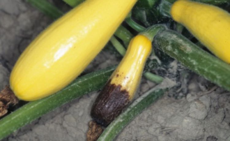 Blossom end rot on summer squash. Photo by Gerald Holmes, California Polytechnic State University San Luis Obispo, Bugwood.org