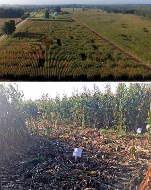 Wildlife damage in a corn hybrid trial