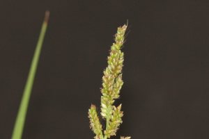 Barnyardgrass - Echinochloa crus-galli