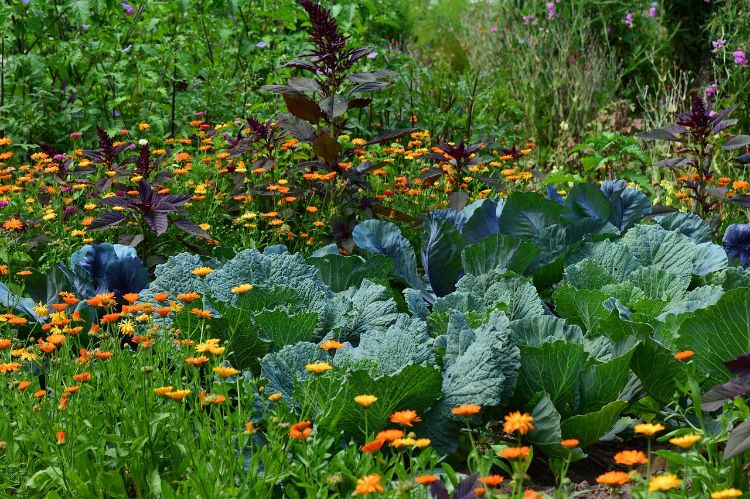 Cabbage planted amongst flowers.
