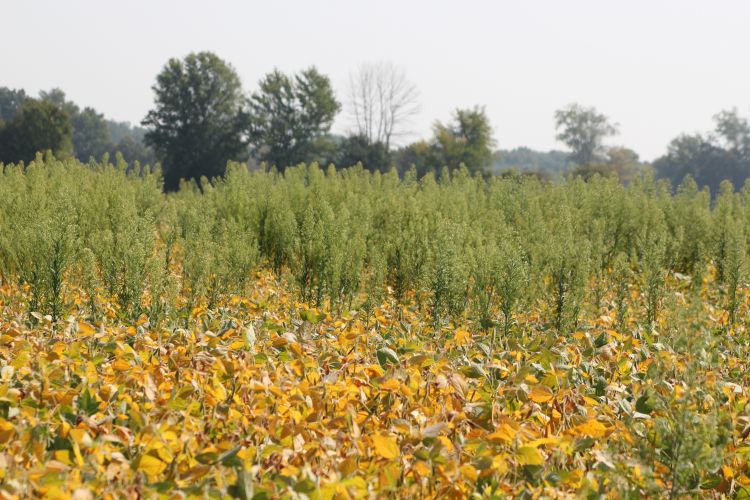 Photo 1. Soybean field infested with horseweed.