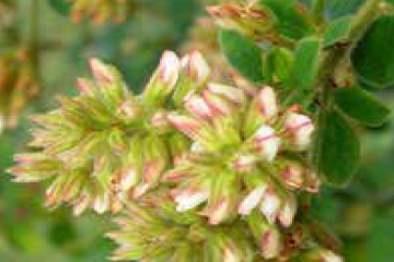 Hairy bush-clover