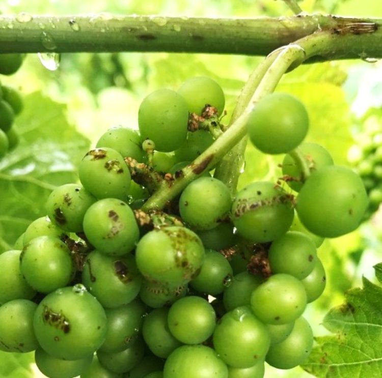 Corking damage on the surface of grape berries