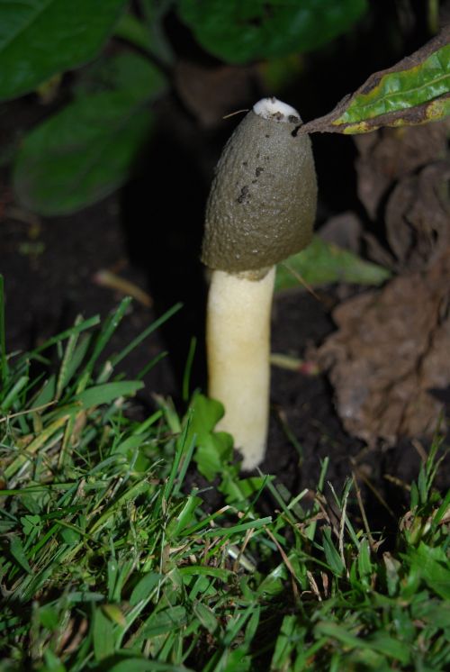 Phallus Ravenelii found growing on the edge of soil and grass in a stand of hardwoods.