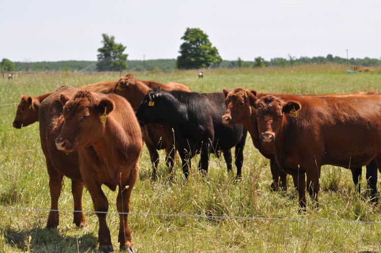 brown and black cows standing in a green field looking at the camera
