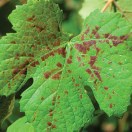  Leaves become yellow or reddish purple while the main veins remain green. 
