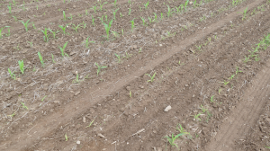 Dry conditions will impact early season weed control