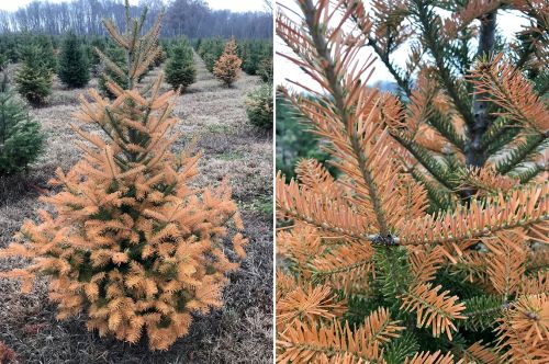 Early frost injury to Canaan fir