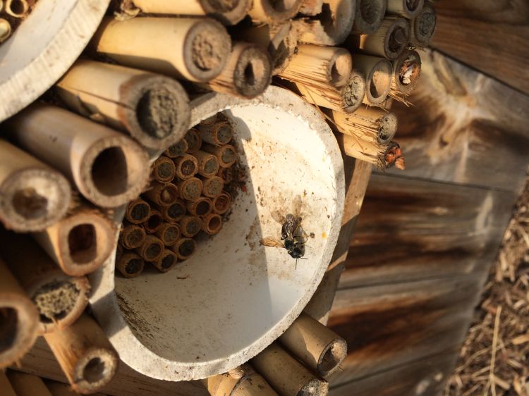 A bee in the garden 'hives' at MSU