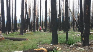 MSU researcher receives $750K grant to examine effects of wildfire burn severity on soil health