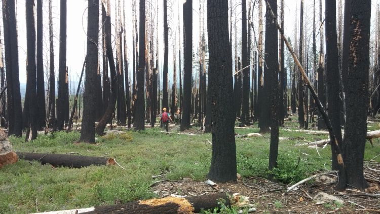 This California forest burned at high intensity, which killed all of the large trees. Three years after the fire, there are no live trees or tree seedlings. Researchers want to discover ways to increase forest resilience to avoid ecosystem conversion.
