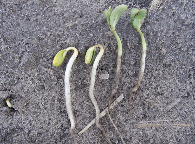 Planting depth effects on soybean emergence.