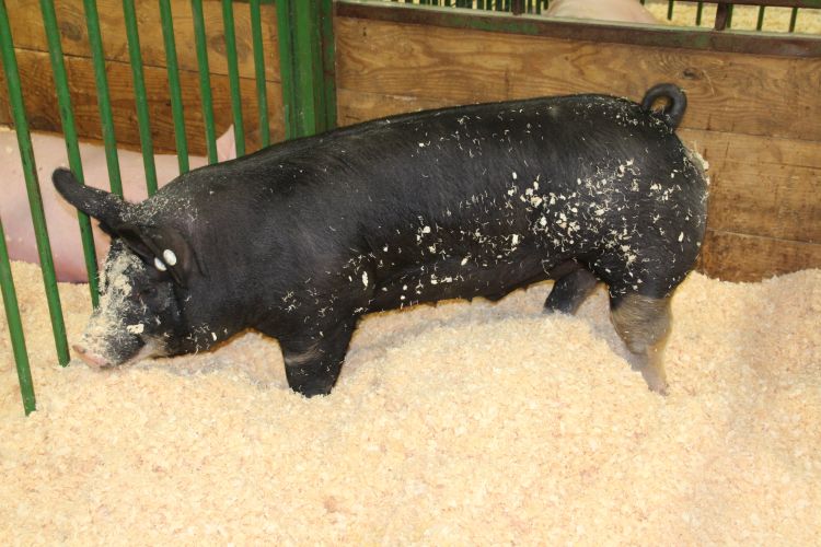 Use these strategies to help reduce swine stress at the fair.