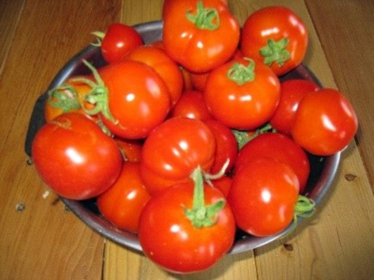 Tomatoes in a bucket.